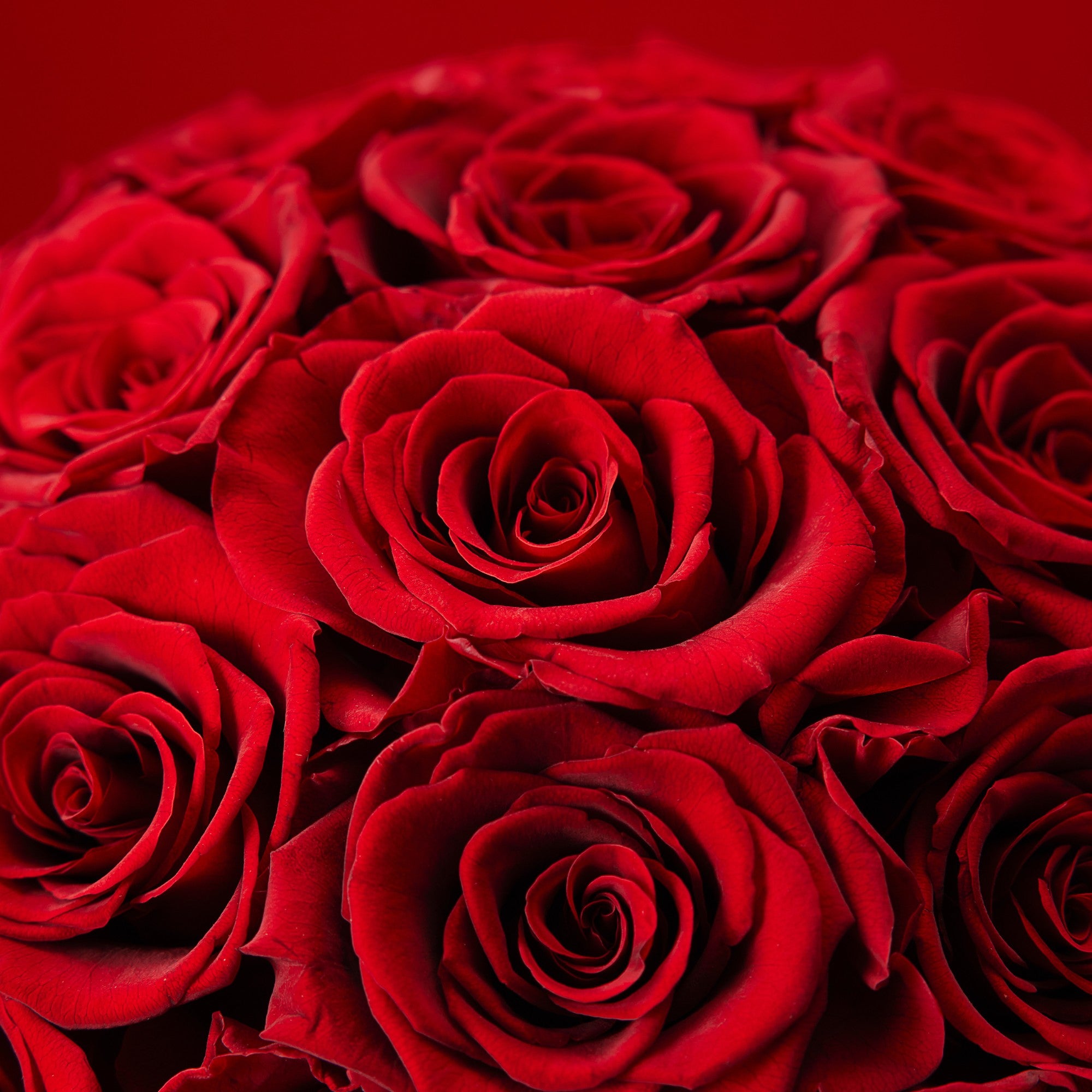 Rahma Roses - Medium - Dark Red