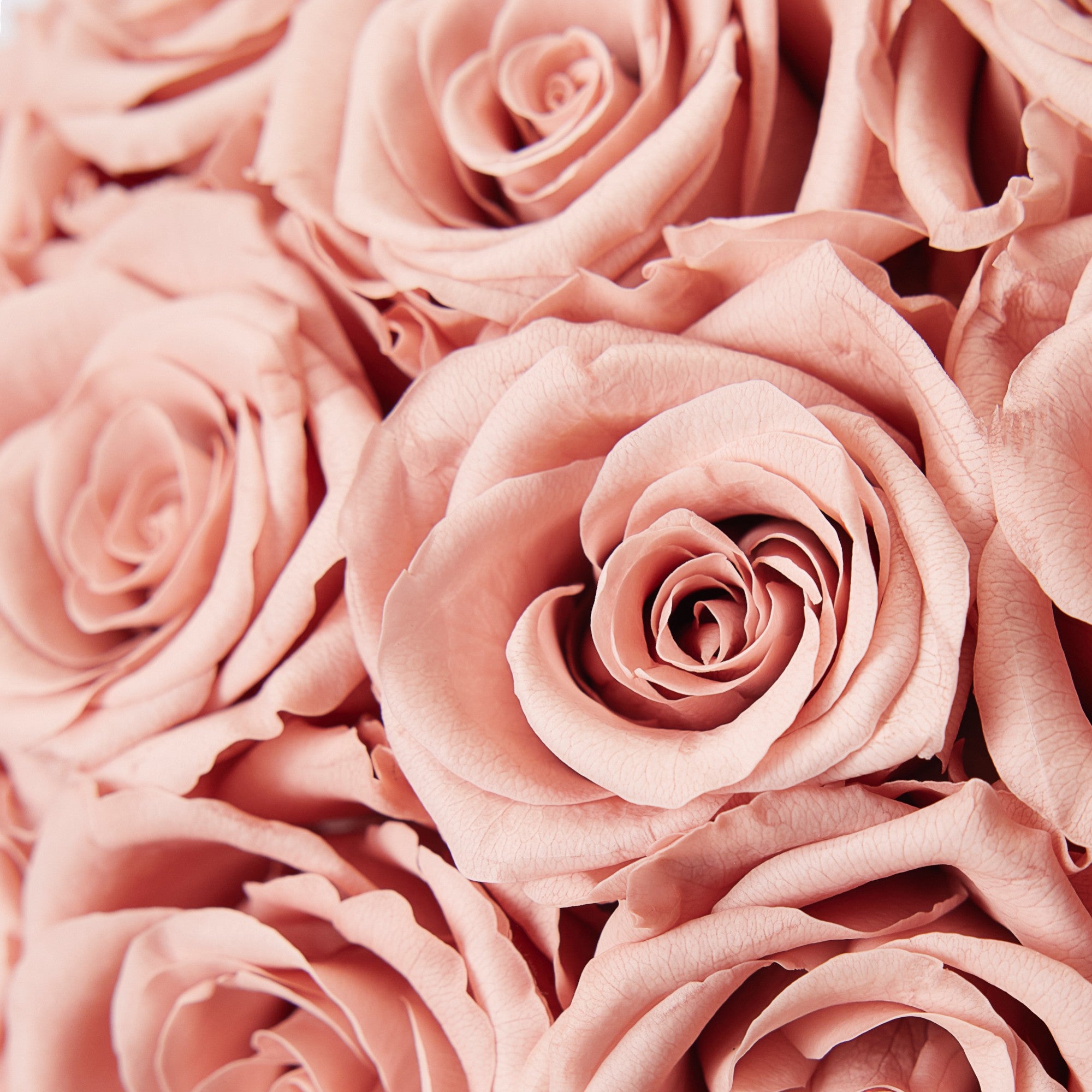 Rahma Roses - Medium - Baby Pink