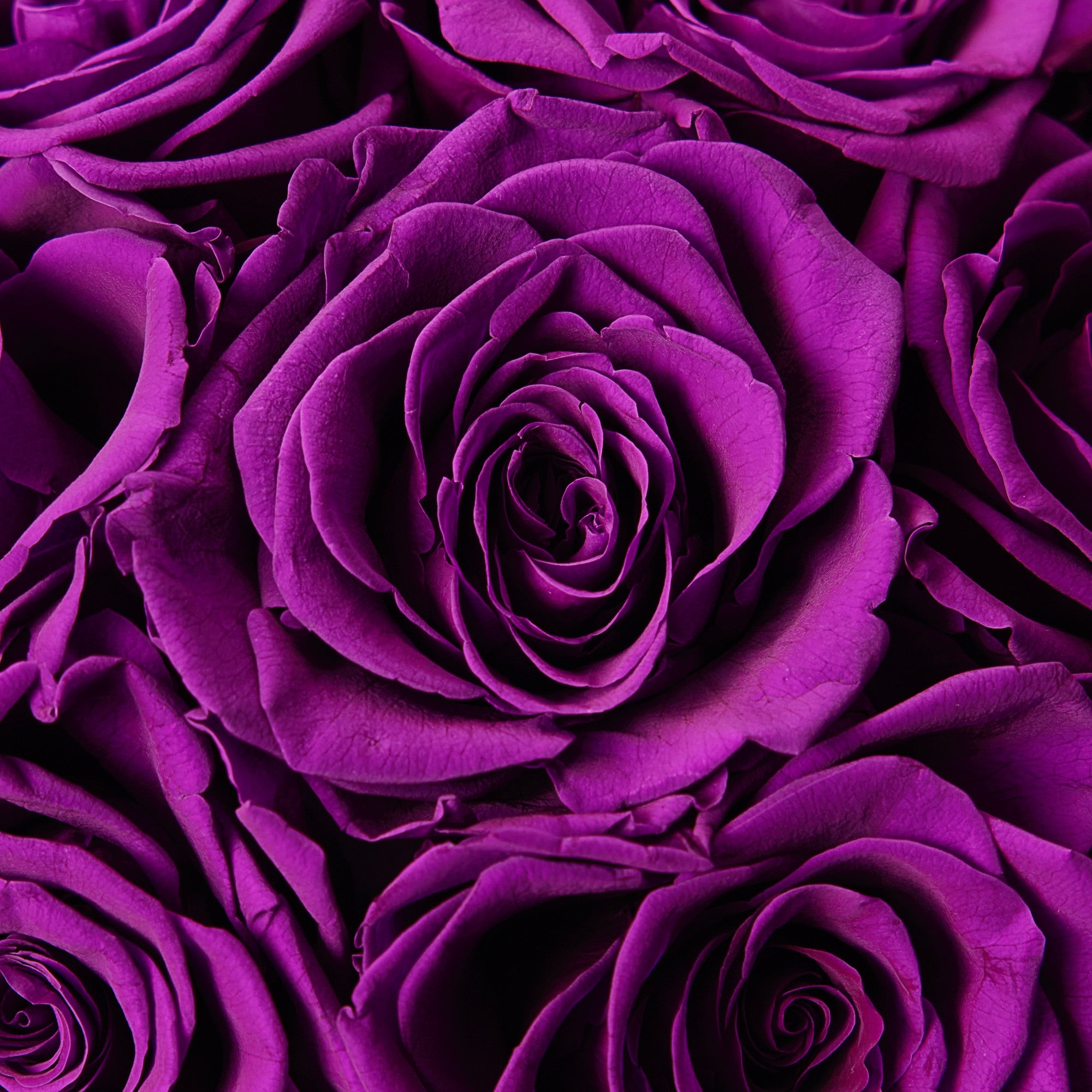 Rahma Roses - Medium - Purple