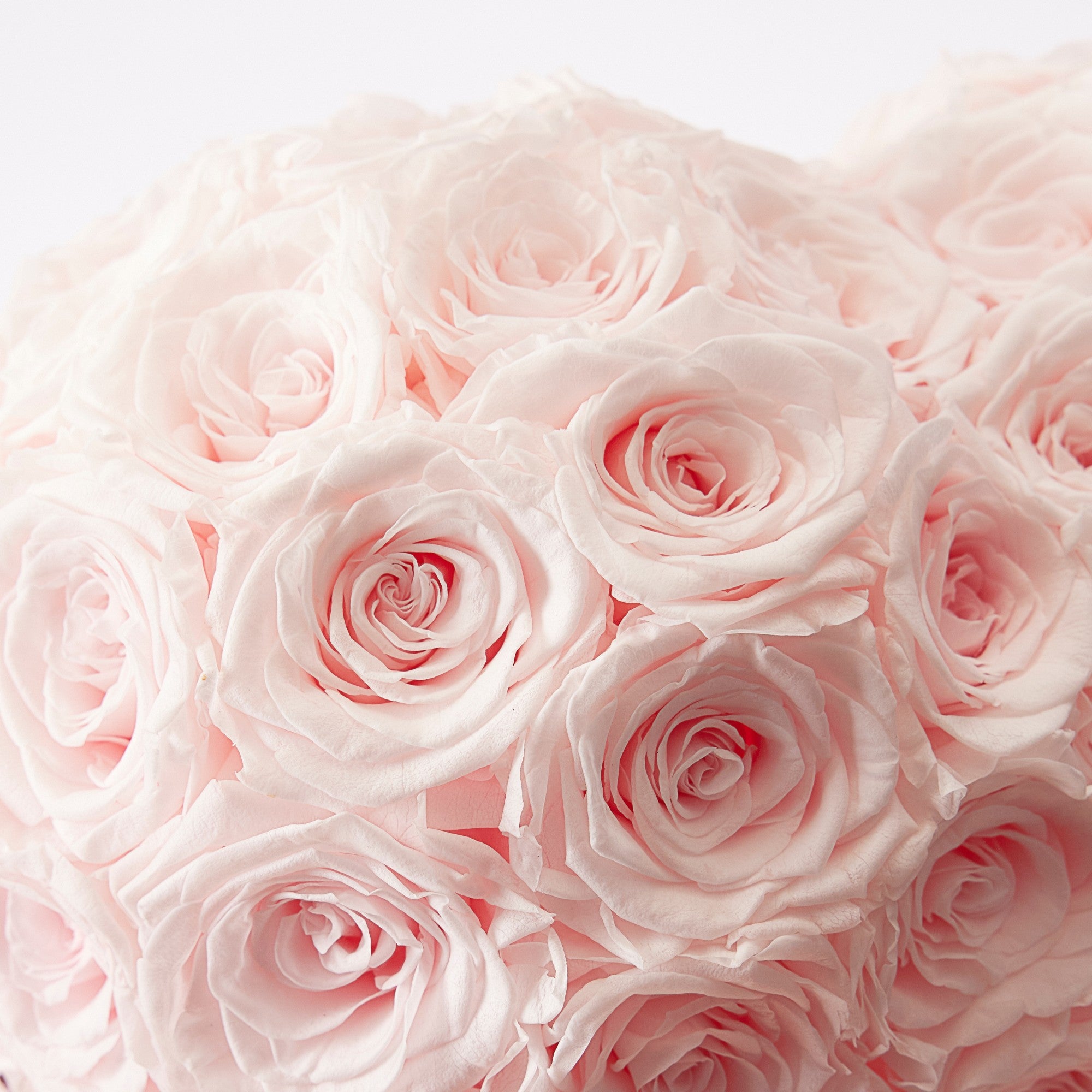 Amira Rotatable Roses - Baby Pink