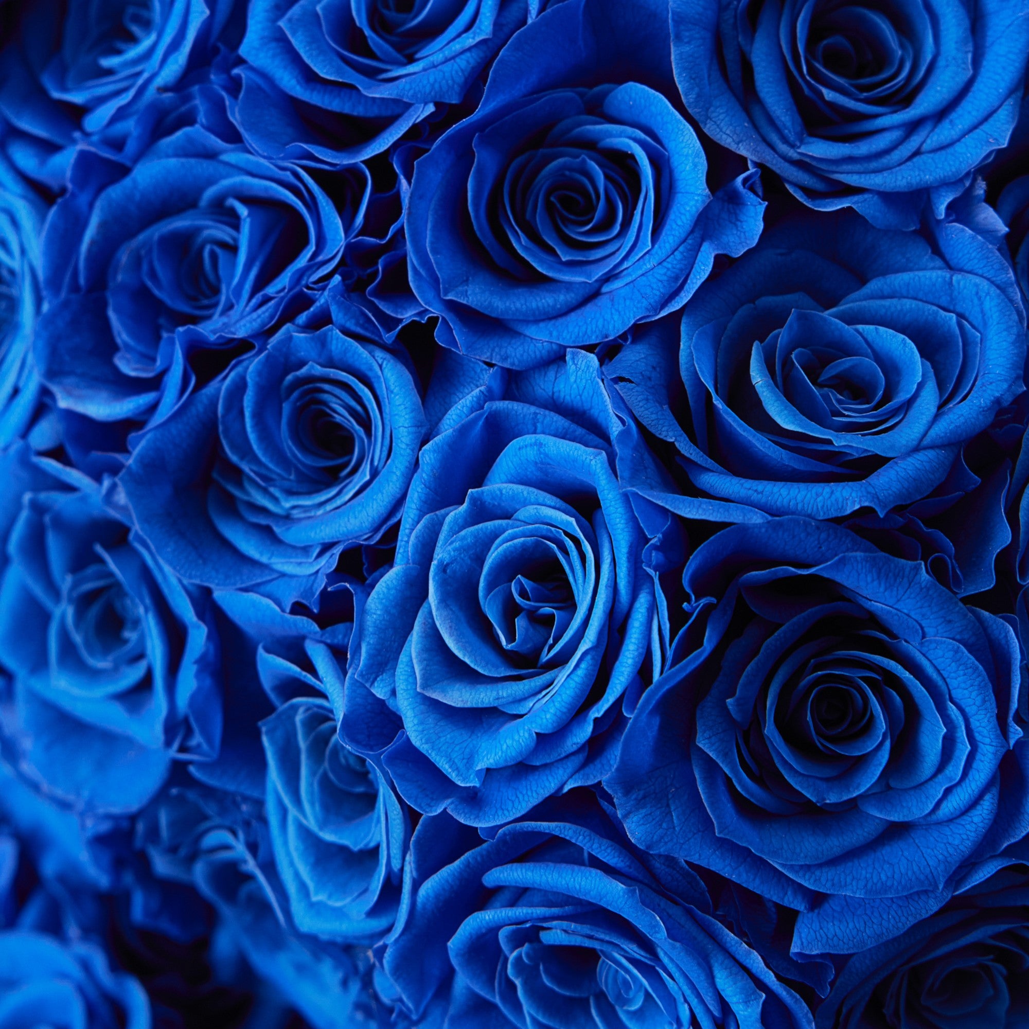 Erina Roses - Medium - Cobalt Blue