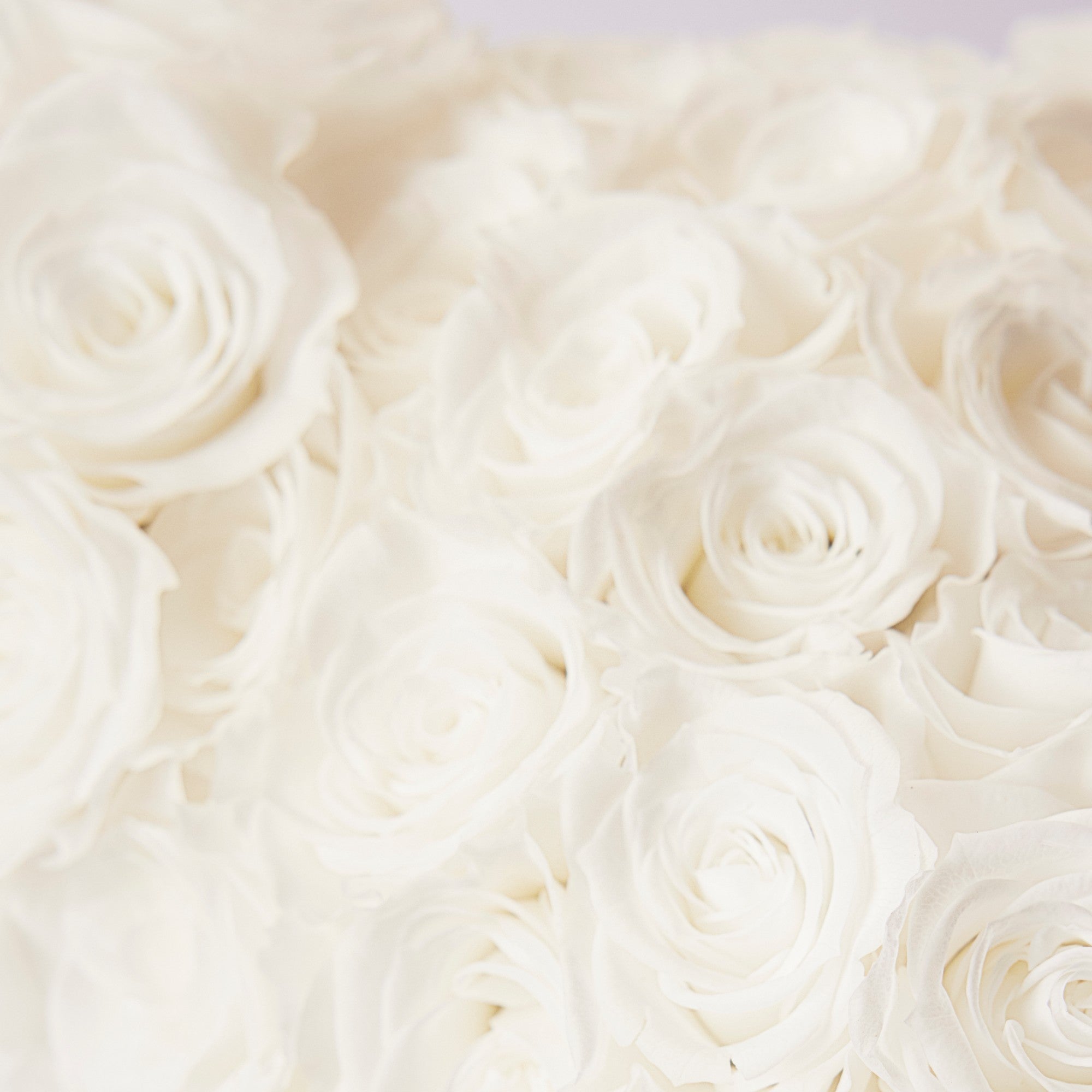 Erina Roses - Medium - White