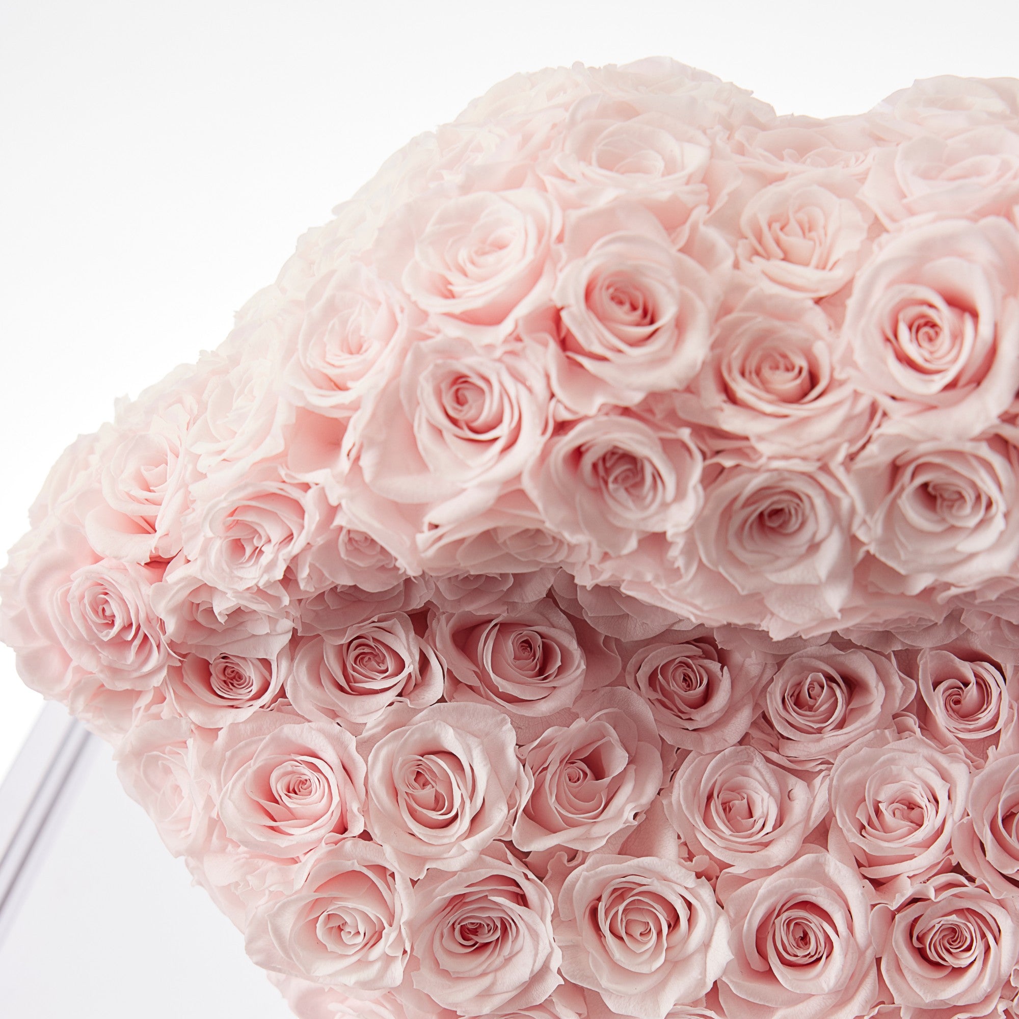 Ersa Roses - Baby Pink