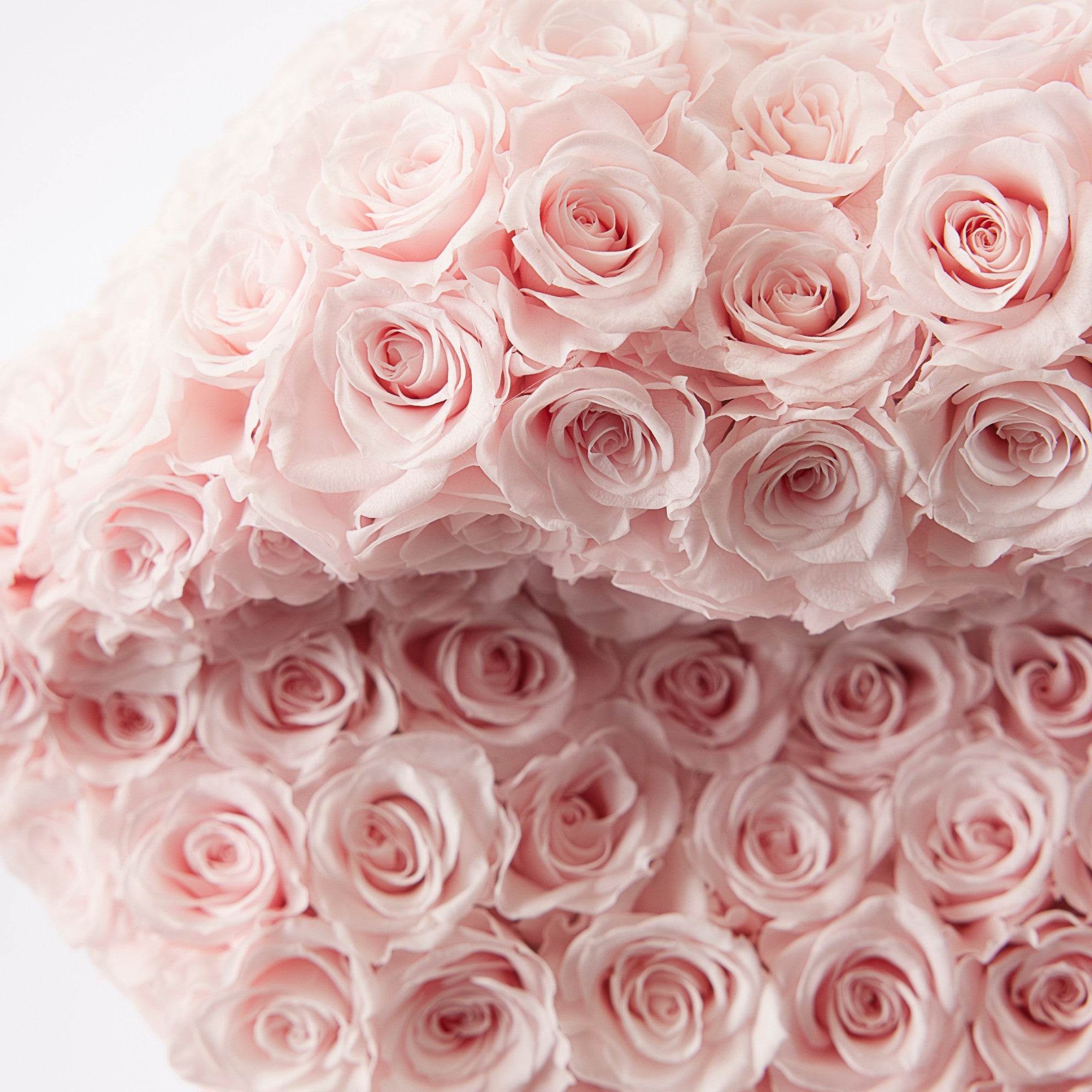 Ersa Roses - Baby Pink