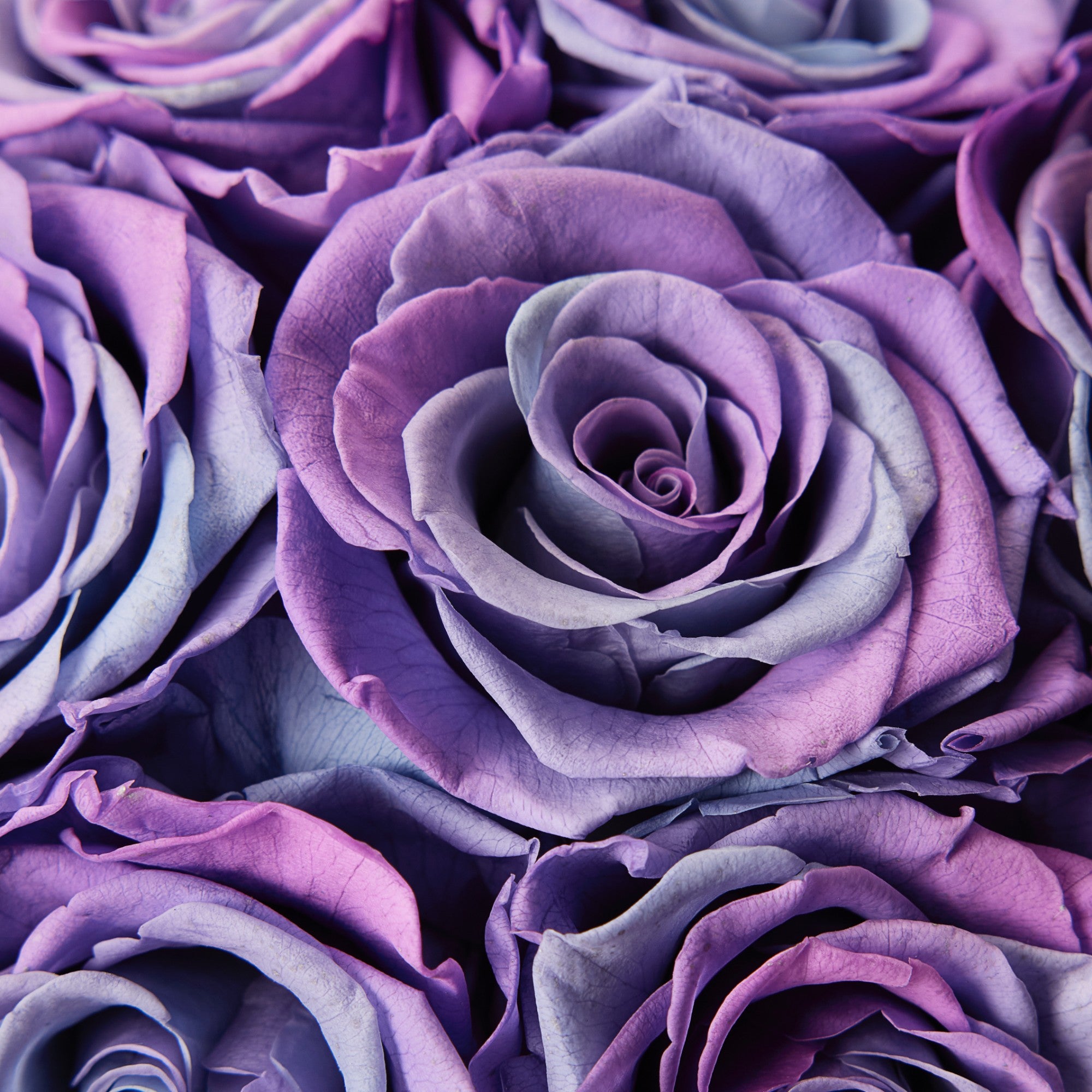 Rahma Roses - Medium - Lilac