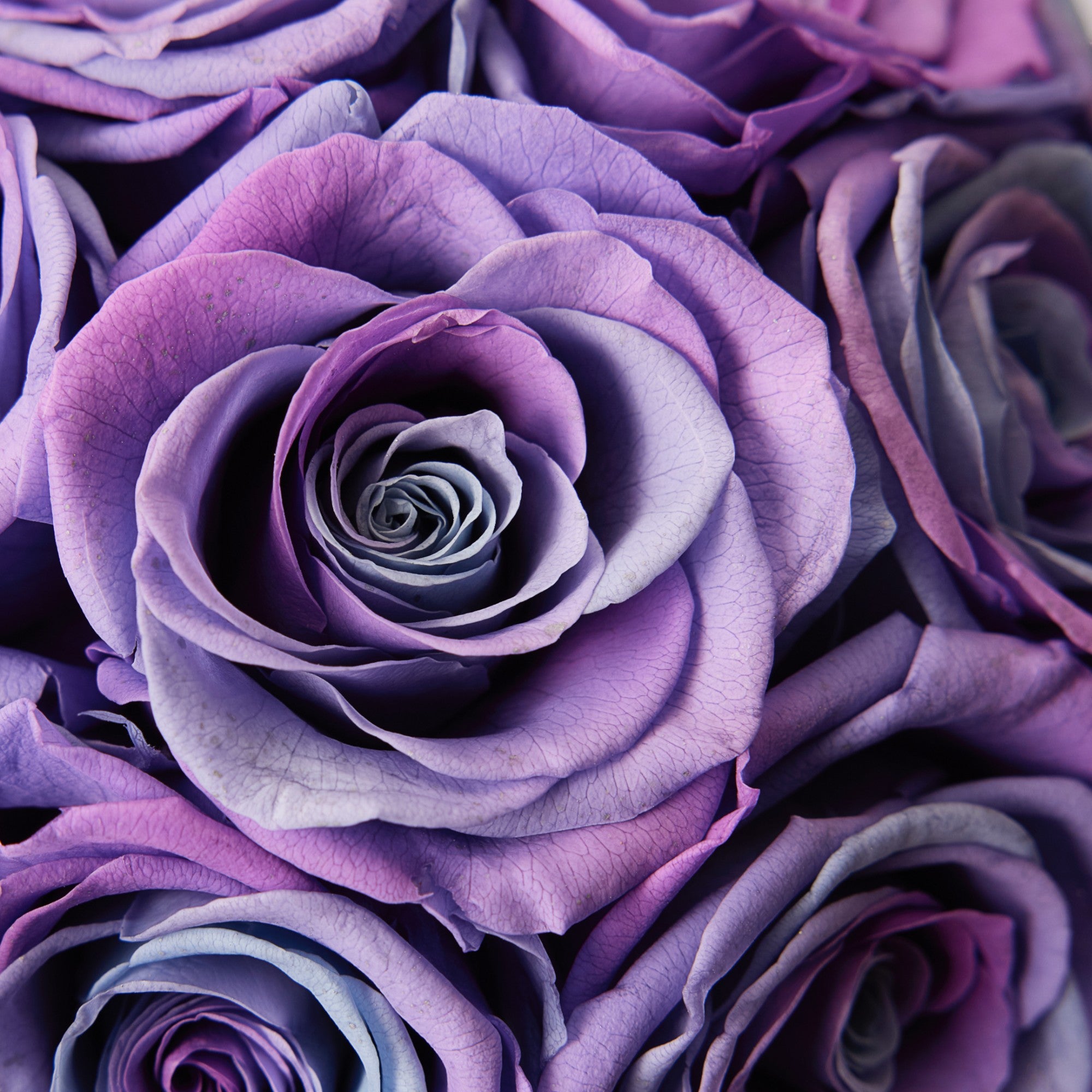 Maira Roses - Mini - Lilac