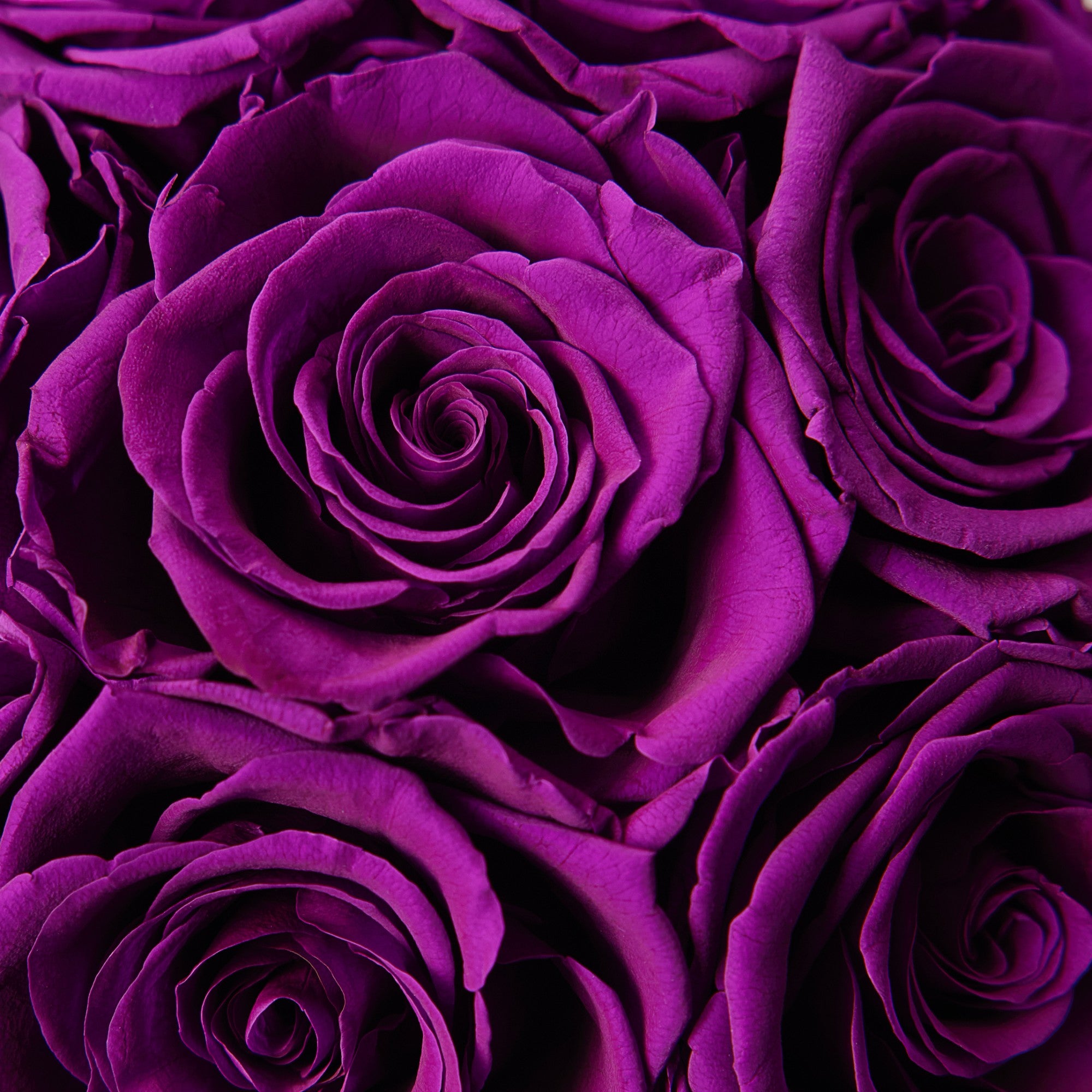 Maira Roses - Mini - Purple