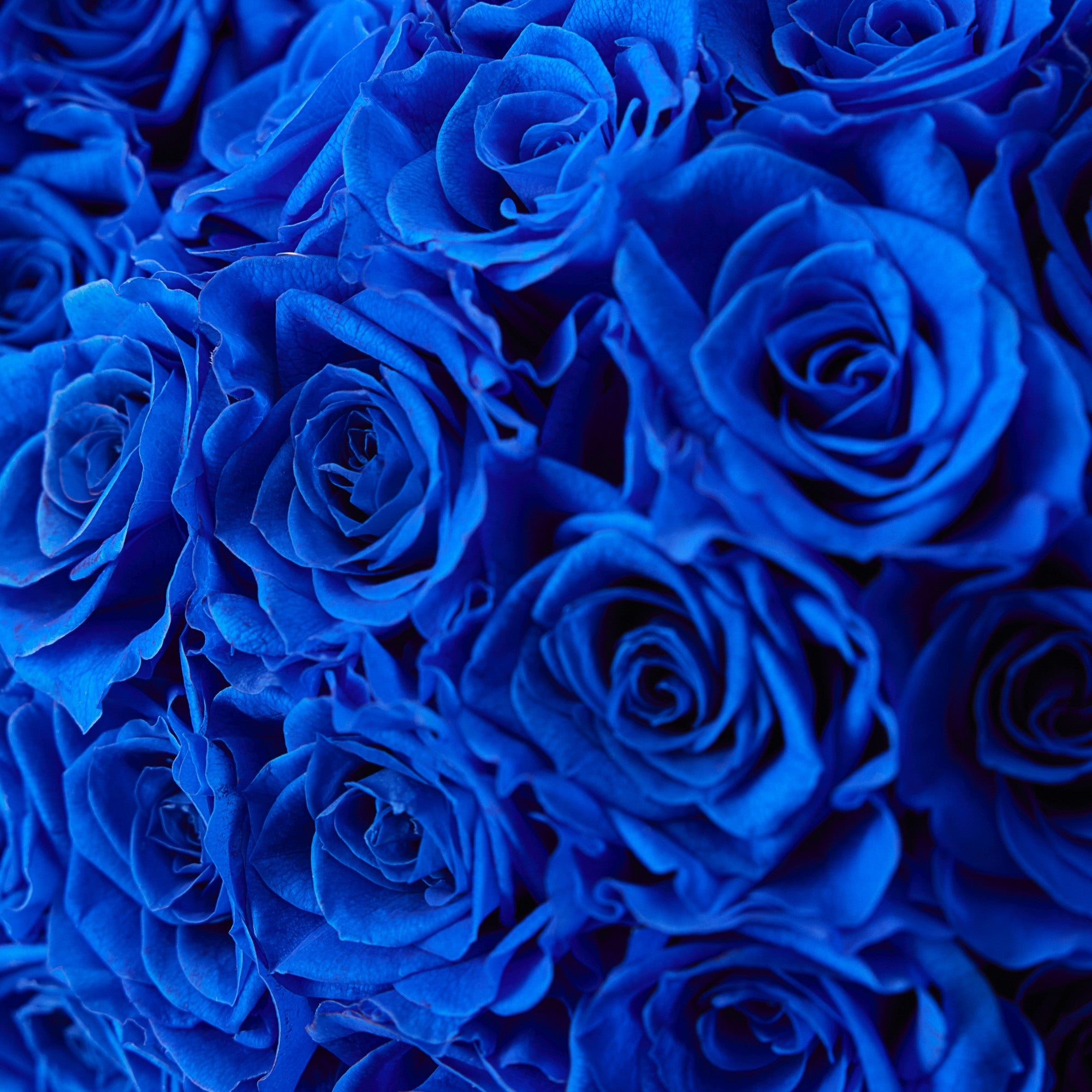 Amira Rotatable Roses - Cobalt Blue